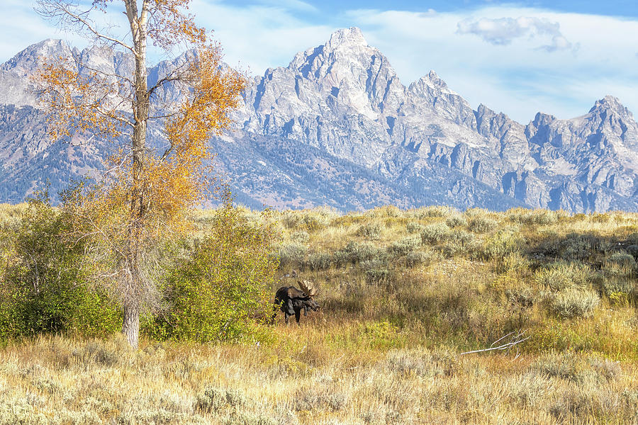 Bull Moose Backed by the Grand Tetons, Fall 2023, No. 2 Photograph by Belinda Greb