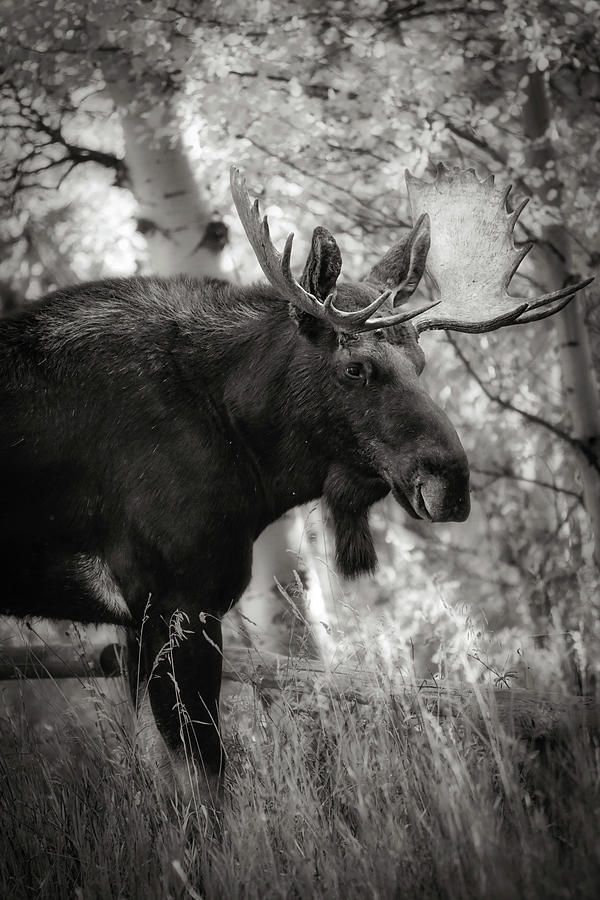 Black And White Wildlife Photograph - Bull Moose Black And White by Dan Sproul