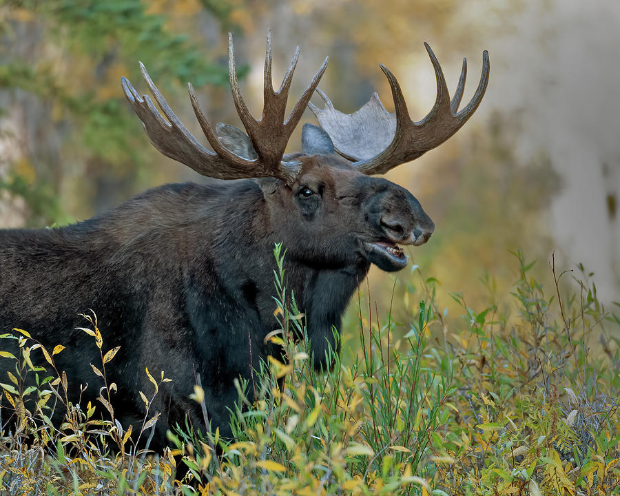 Bull Moose Calling Photograph by Gary Langley