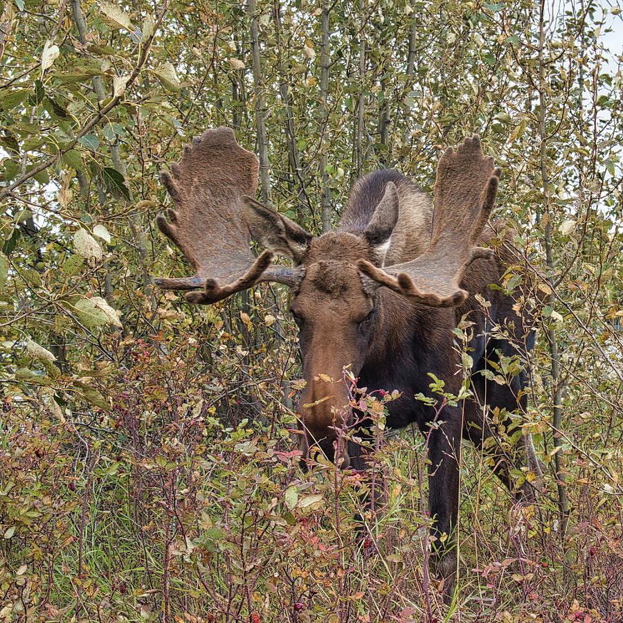 Bull Moose Photograph by Cathy Mahnke
