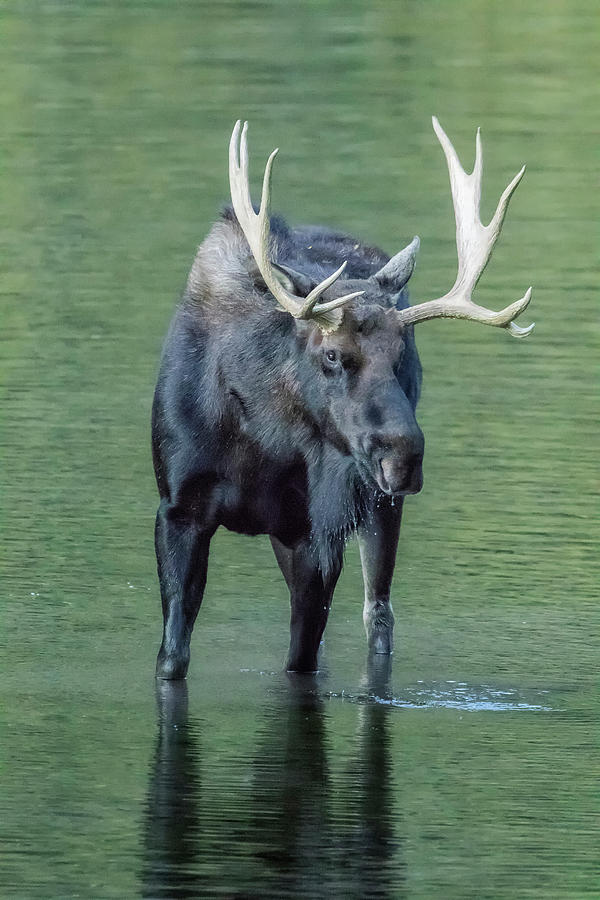 Bull Moose Checking Out The People, No.1 Photograph