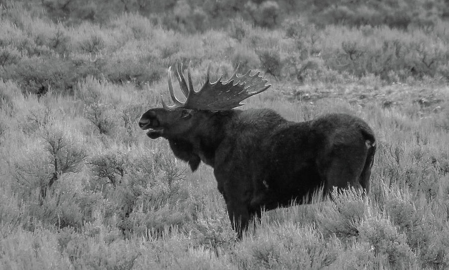 Bull Moose Photograph by Cindy Robinson