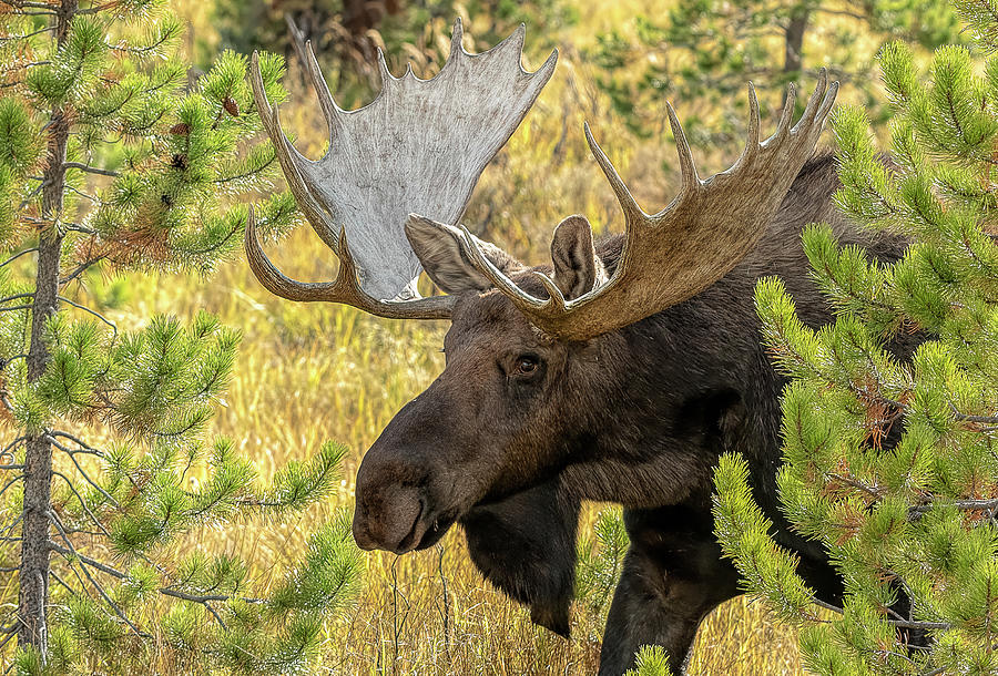 Bull Moose Comes Through Photograph by Vicki Stansbury