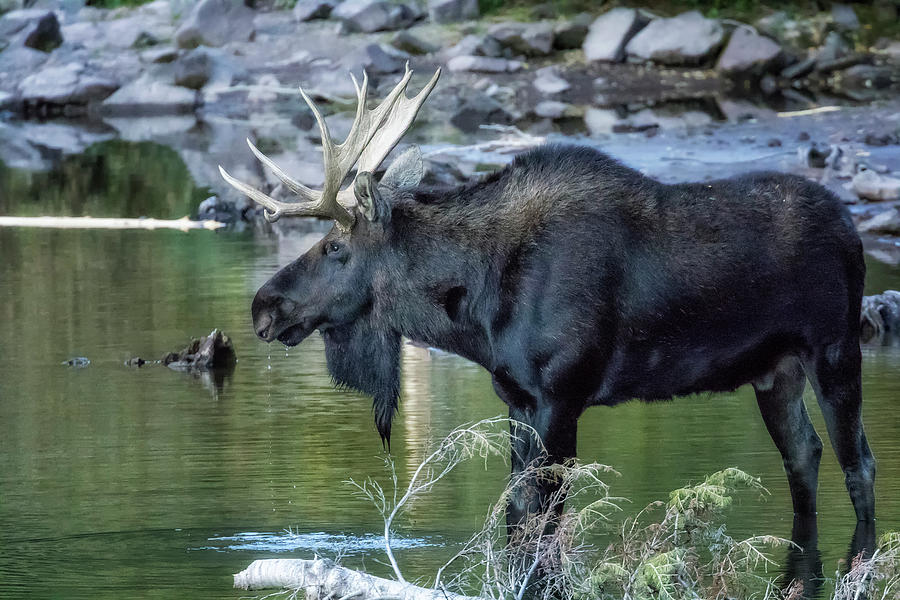Bull Moose Contemplating Where to Go Photograph by Belinda Greb