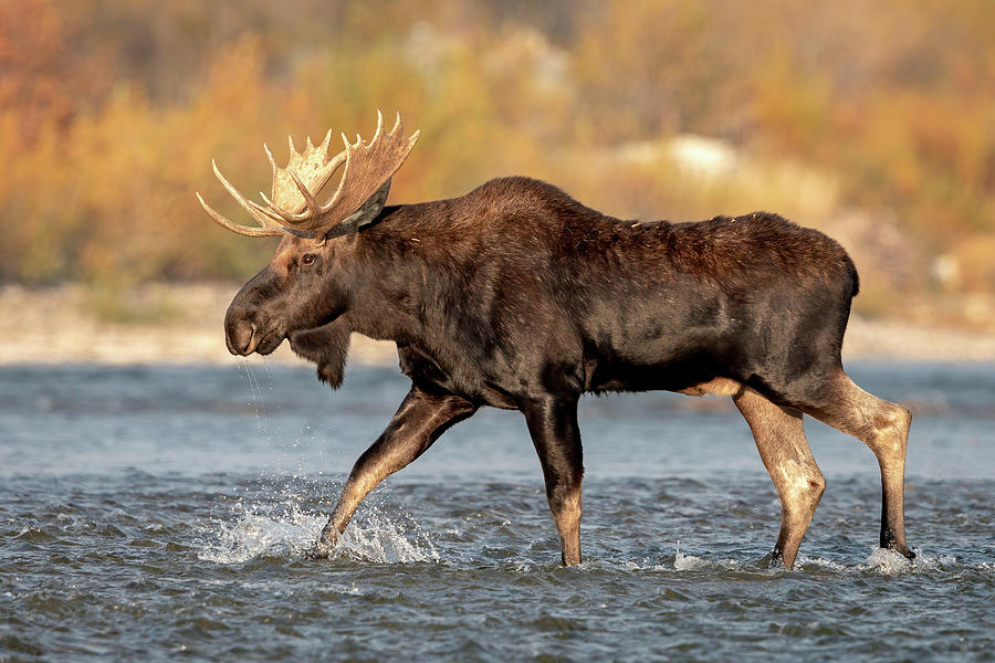 Bull Moose Crossing River Photograph by Jack Bell