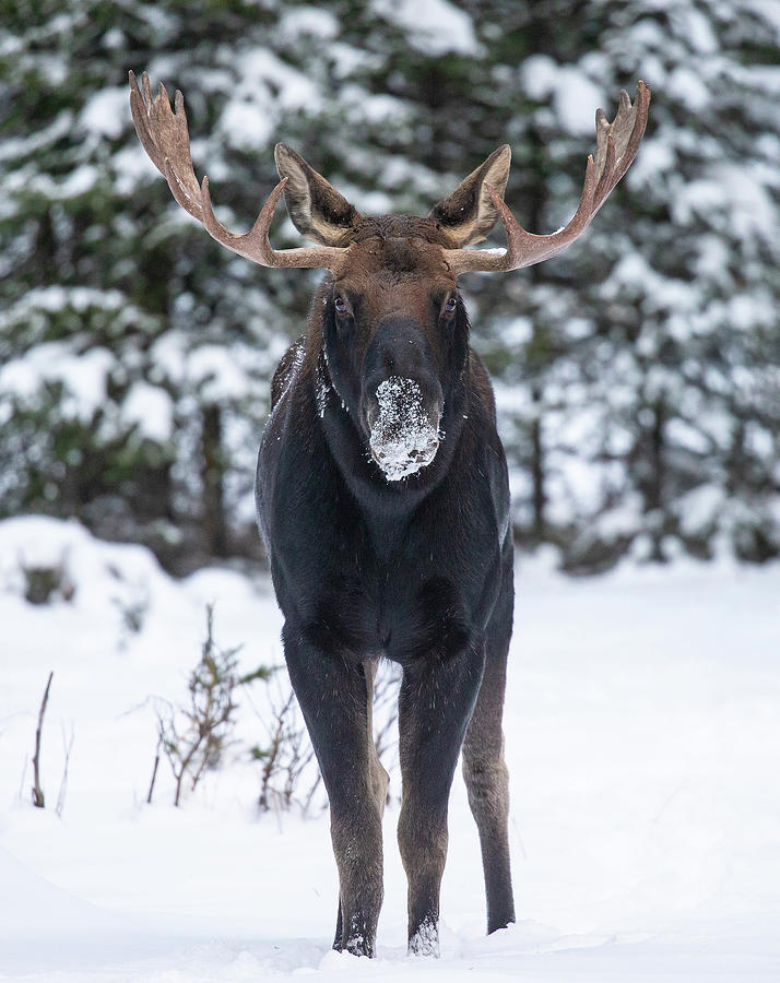 Bull Moose Dipped in Snow Photograph by Max Waugh