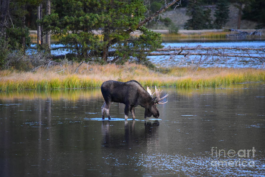 Bull Moose Drinking In Sprague Lake Photograph