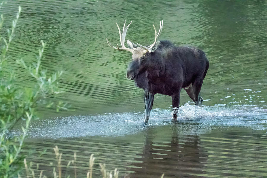Bull Moose Exiting the Lake Photograph by Belinda Greb