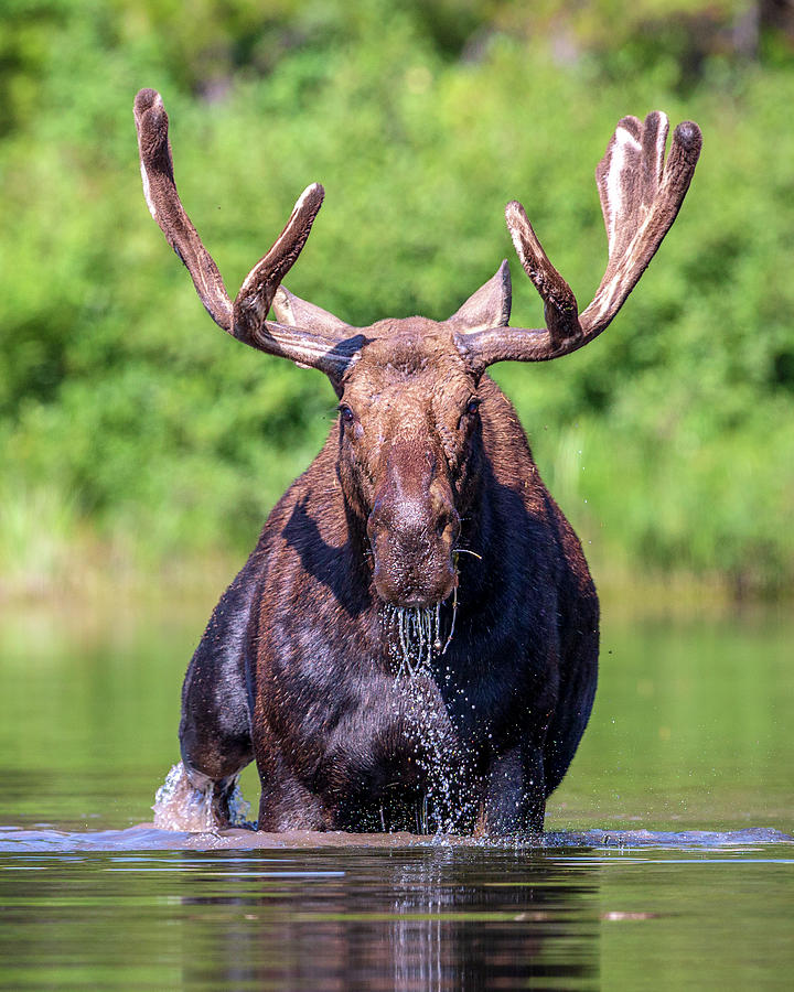 Bull Moose Feeding in Lake Photograph by Jack Bell