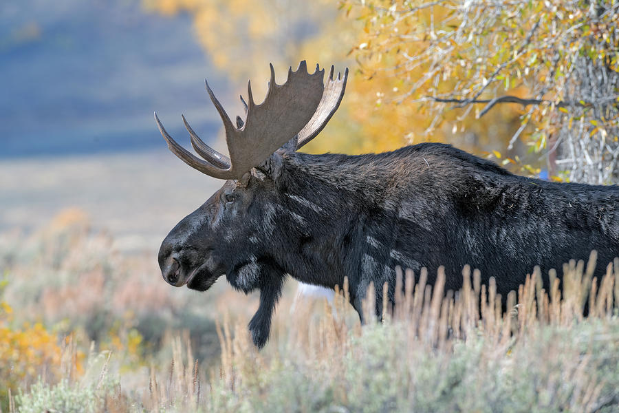 Moose Photograph - Bull Moose Grand Tetons Gros Ventre River by Gary Langley
