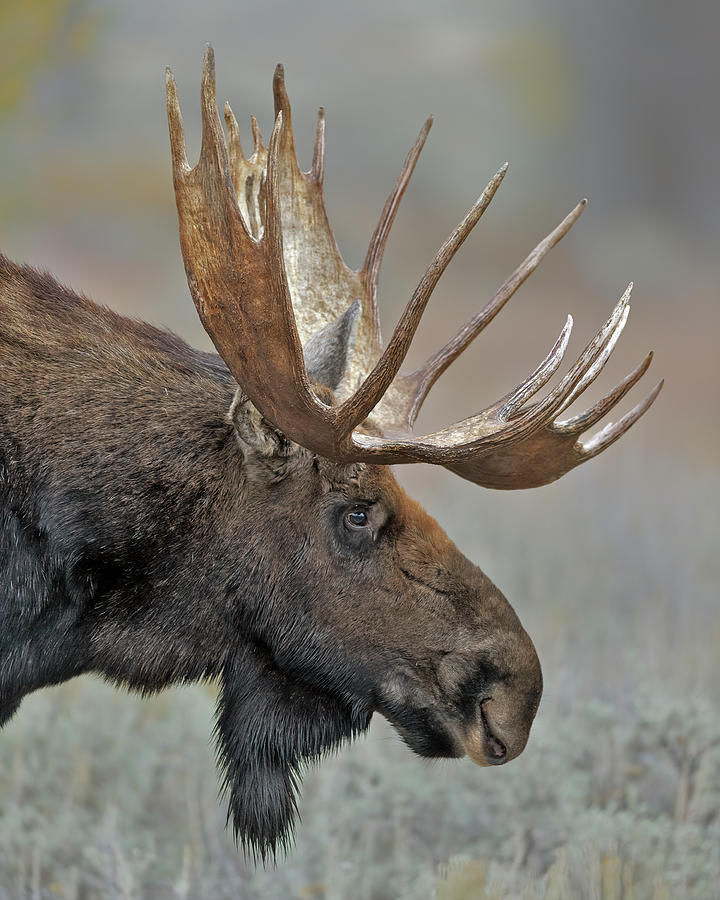 Bull Moose Gros Ventre Photograph