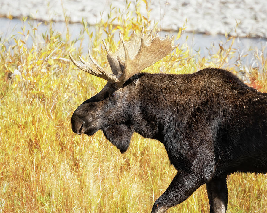 Moose Photograph - Bull Moose Heading Along Gros Ventre River by Belinda Greb