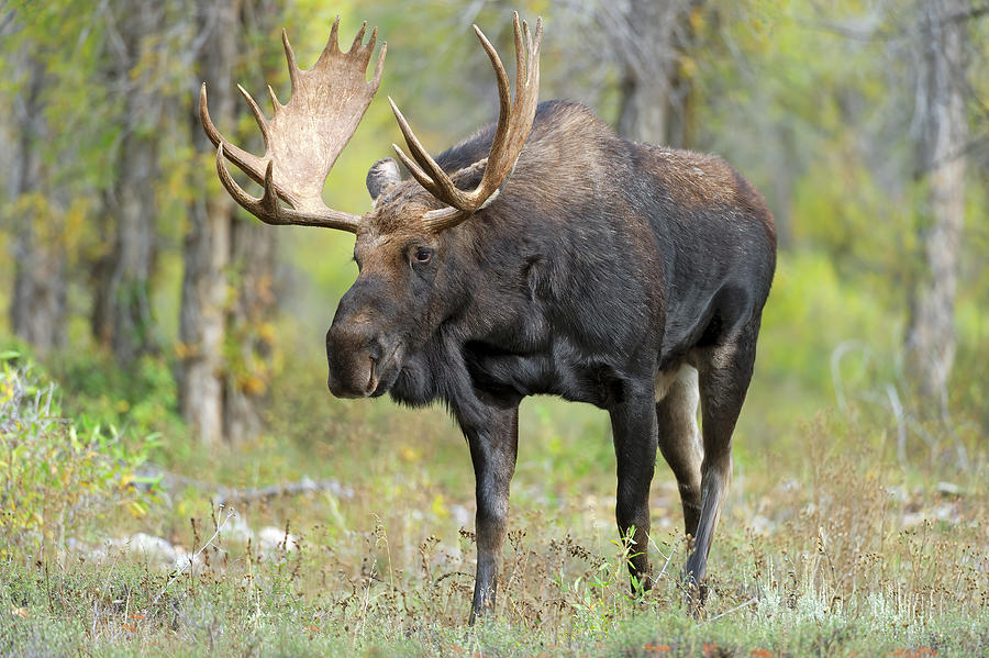 Bull Moose IIIII Photograph by Gary Langley