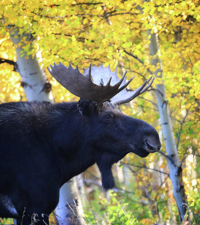 Bull Moose In Autumn Aspens Photograph by Dan Sproul