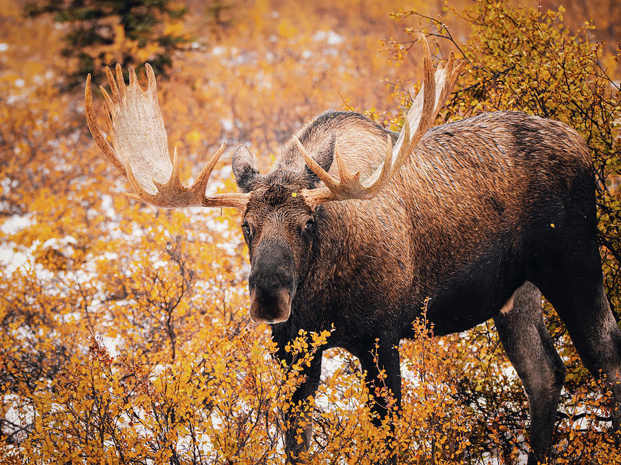 Bull Moose In Autumn Denali National Park Photograph by Dan Sproul