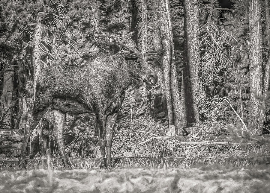 Bull Moose in Black and White Photograph by Vicki Stansbury