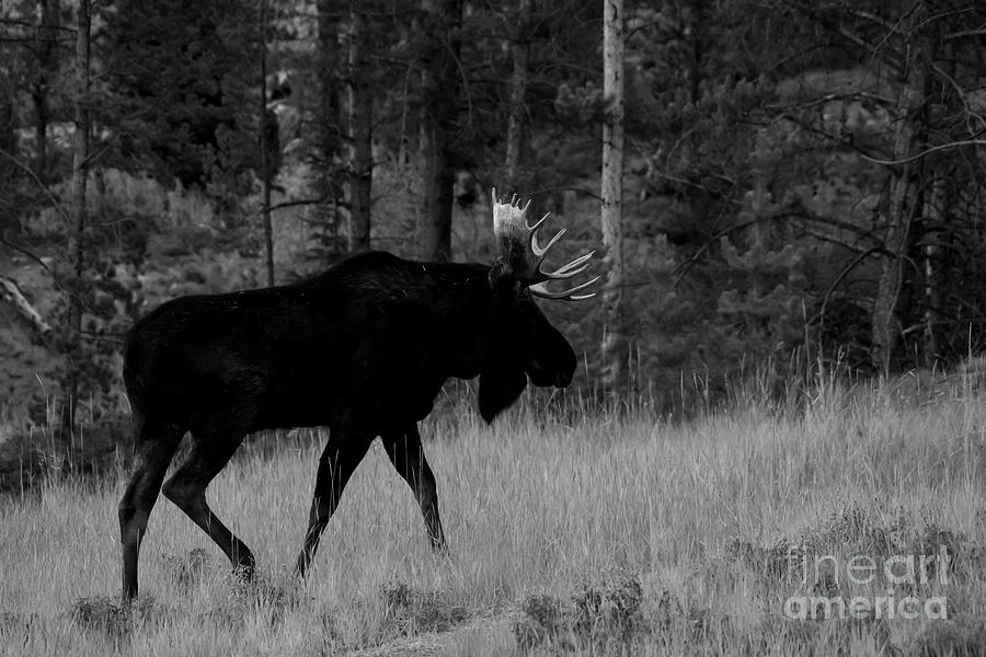 Bull Moose in BW Photograph by Patrick Nowotny