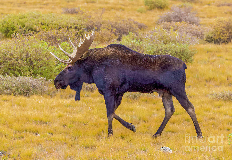 Bull Moose in Colorado Photograph by Shirley Dutchkowski