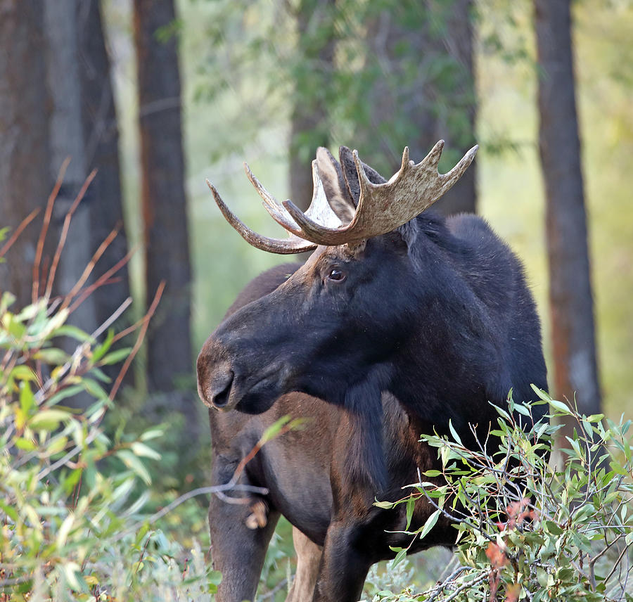Bull Moose in Early Morning Photograph by Jean Clark