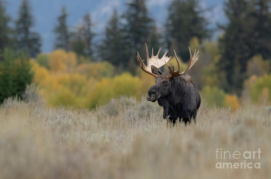 Bull Moose in Fall Colors Photograph by Brad Schwarm