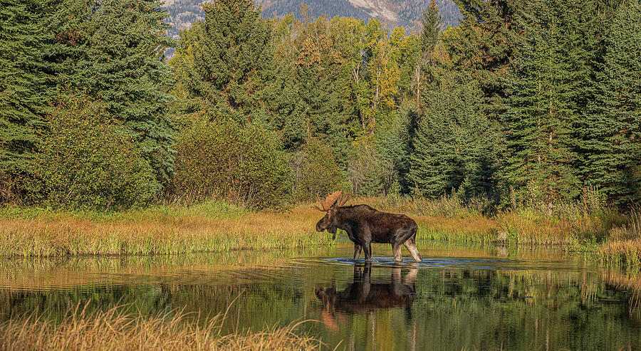 Bull Moose in Jackson Photograph by Colleen McIntier - Fine Art America