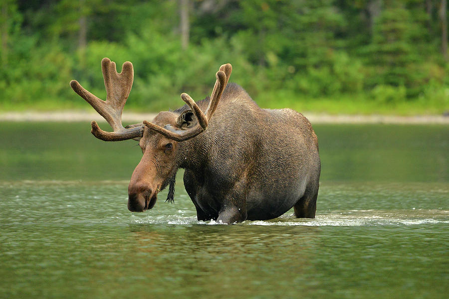 Bull Moose in Lake Photograph by Dean Hueber - Fine Art America