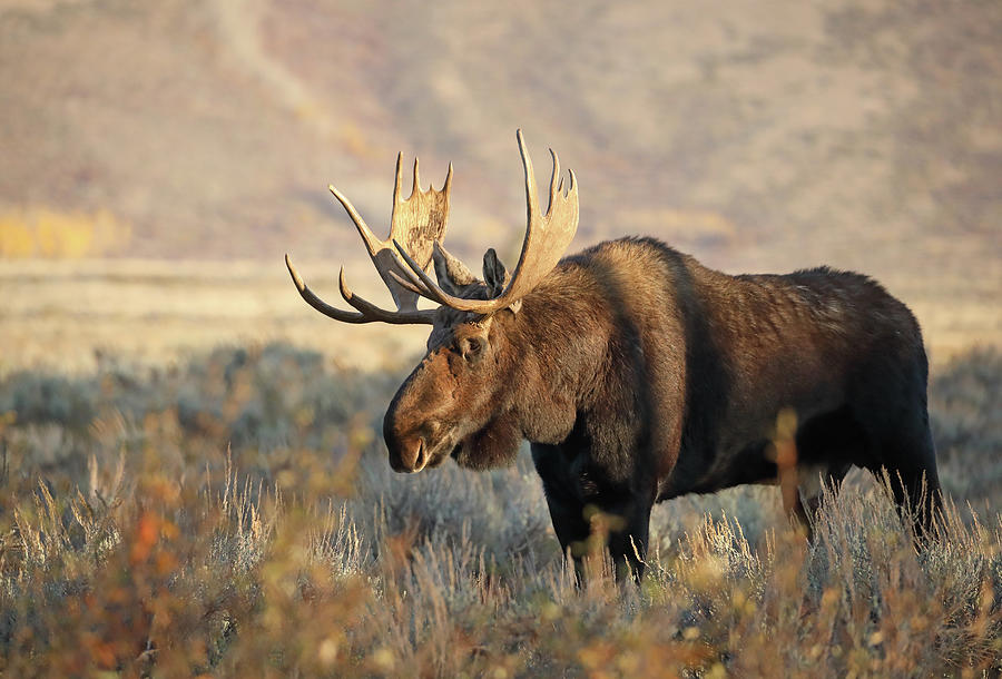 Bull Moose in Morning Light Photograph by Jean Clark