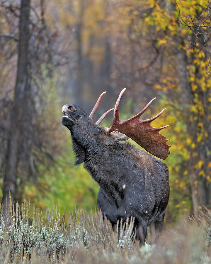 Moose Photograph - Bull Moose in Rut by Gary Langley