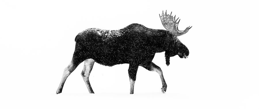 Bull Moose in Snowfall Photograph by Max Waugh