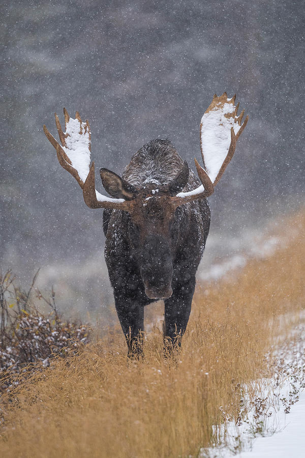 Bull Moose in Snowstorm Photograph by Bill Cubitt
