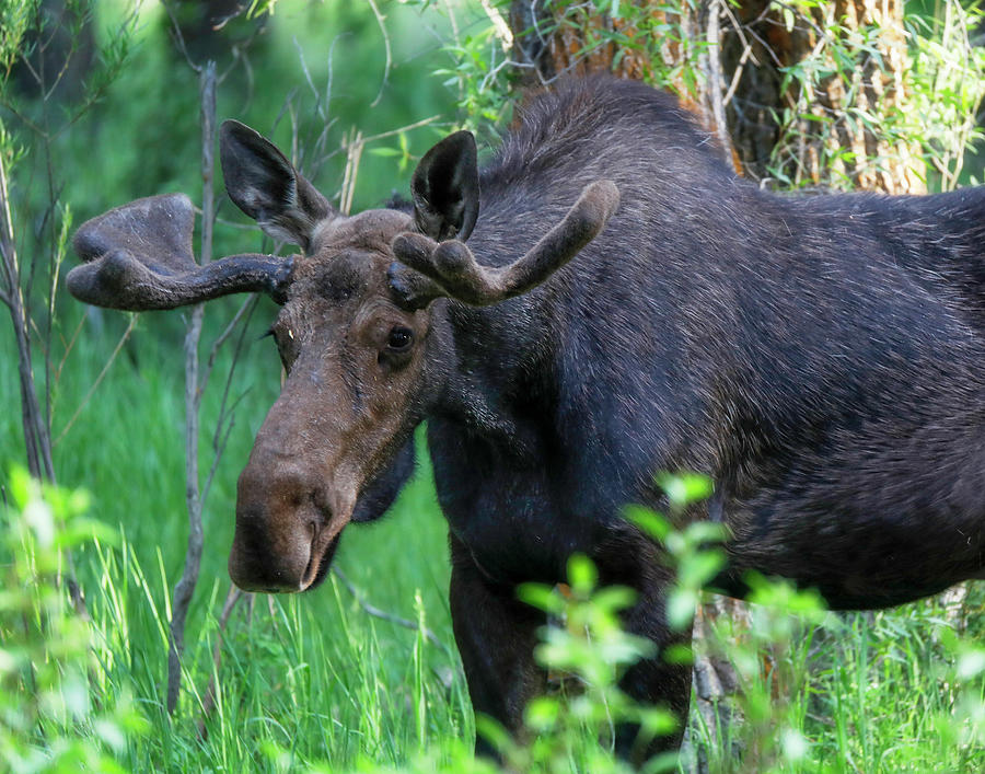 Bull Moose In Spring Grand Tetons Photograph by Dan Sproul