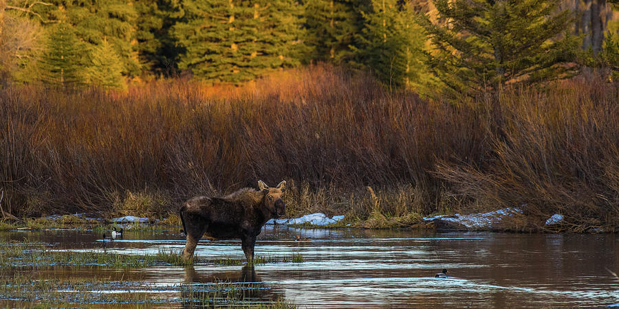 Bull Moose In Spring Photograph by Yeates Photography