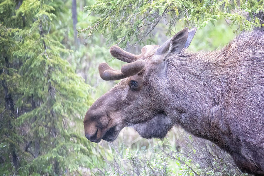 Bull Moose in Stone Mountain Provincial Park, No. 1 Photograph by Belinda Greb