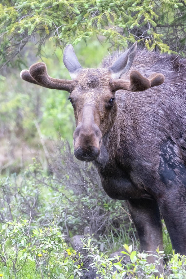 Bull Moose in Stone Mountain Provincial Park, No. 2 Photograph by Belinda Greb