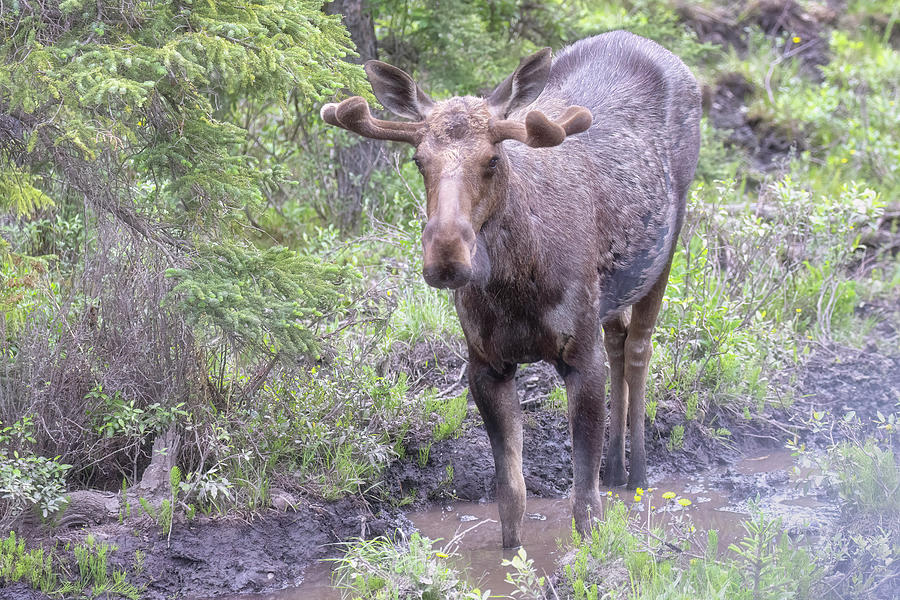 Bull Moose in Stone Mountain Provincial Park, No. 3 Photograph by Belinda Greb