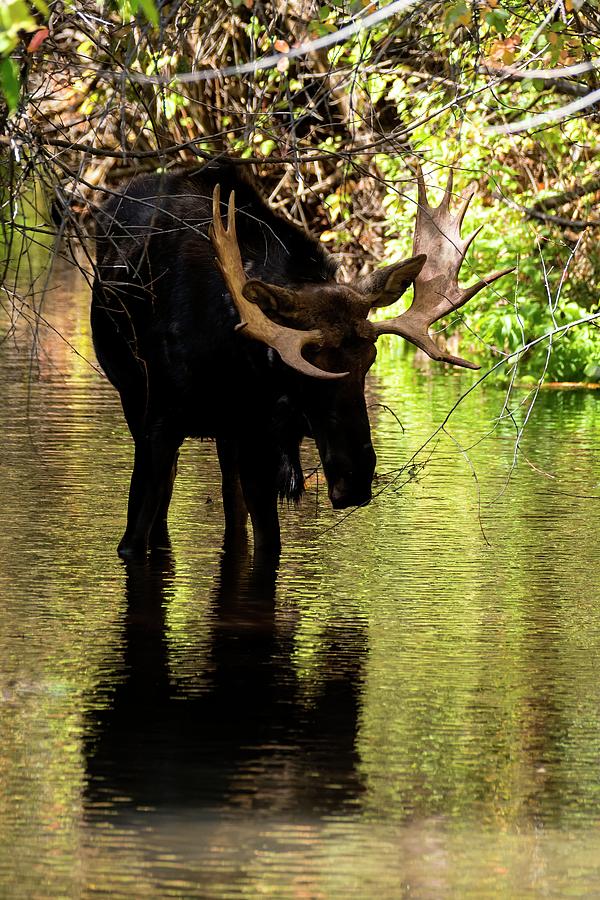 Bull Moose In Stream Photograph by Jerry Sodorff