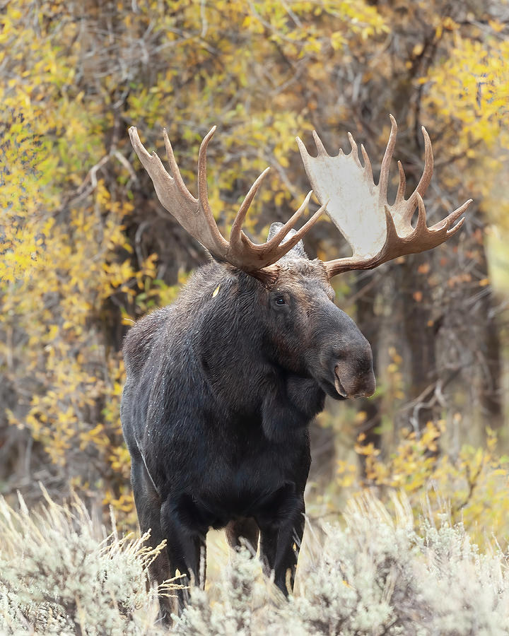 Bull Moose In The Fall Colors Photograph