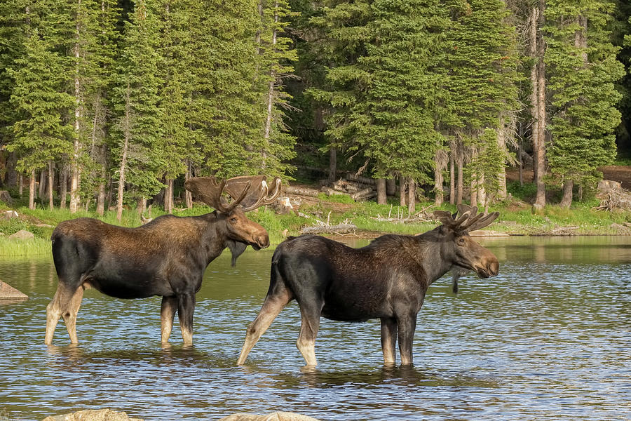 Bull Moose in the Lake Photograph by Vicki Stansbury