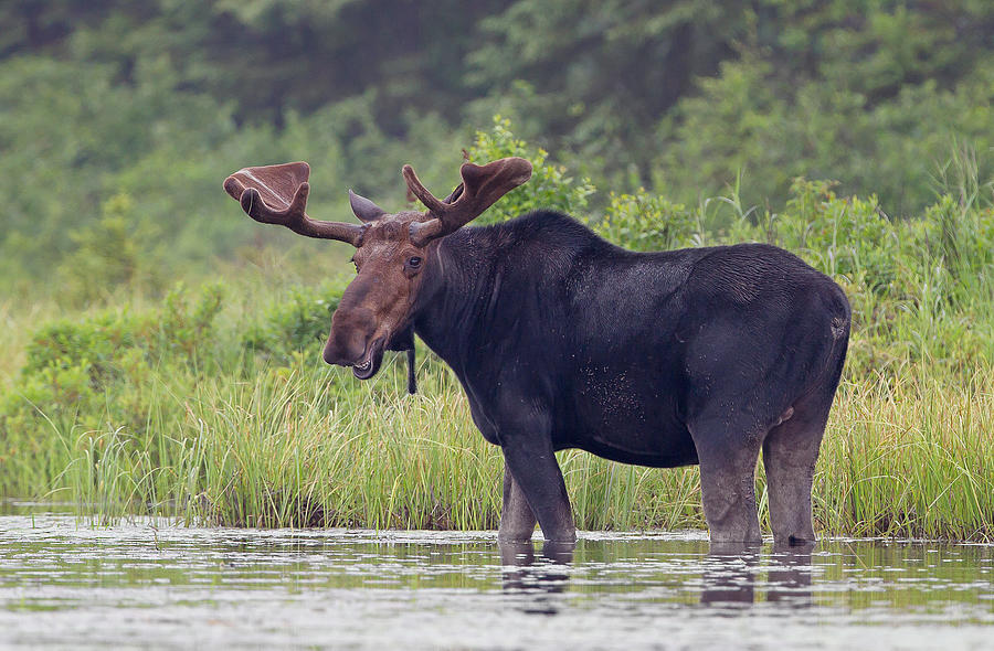 Bull moose in the marsh Photograph by Jim Cumming
