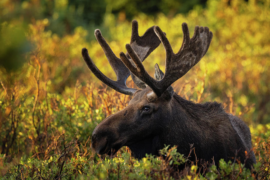 Bull Moose in the Morning Sun Photograph by Phillip Rubino