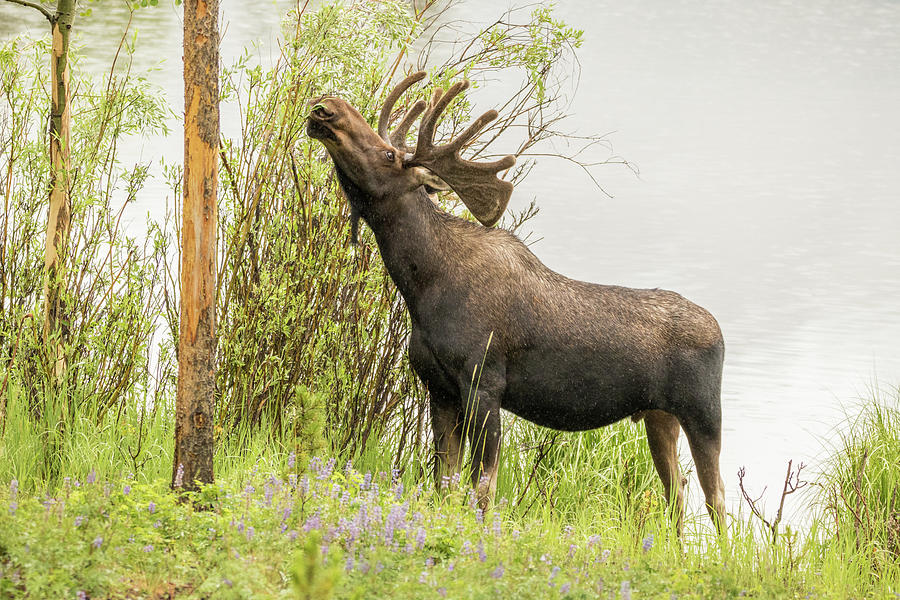 Bull Moose in the Rain Photograph by Vicki Stansbury