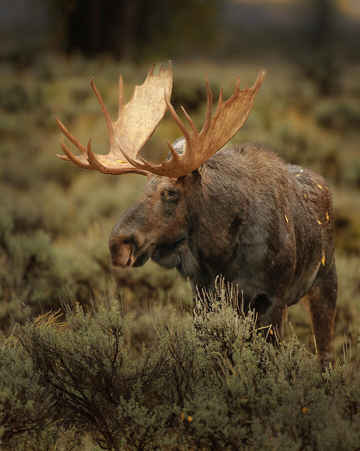 Bull Moose in the sage brush Photograph by Gary Langley