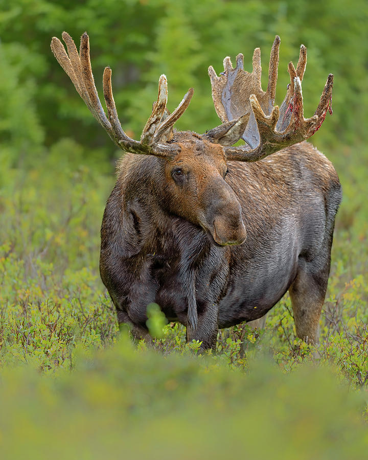 Bull Moose in Velvet  Photograph by Gary Langley