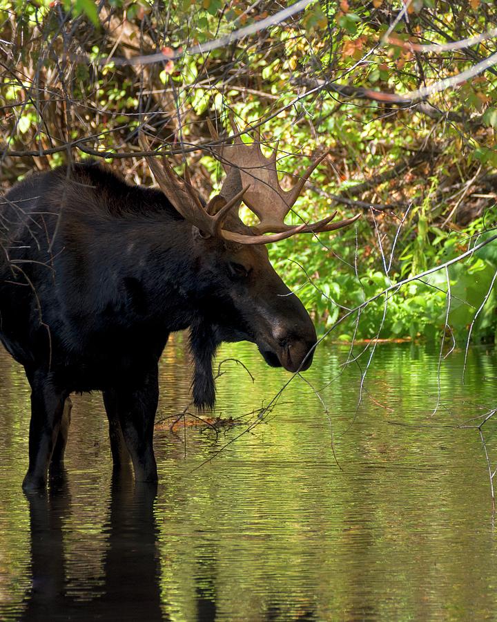 Bull Moose In Water Photograph by Jerry Sodorff