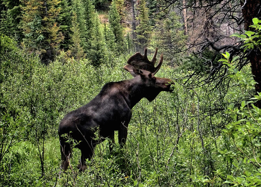 Bull Moose Photograph by Jim Hill