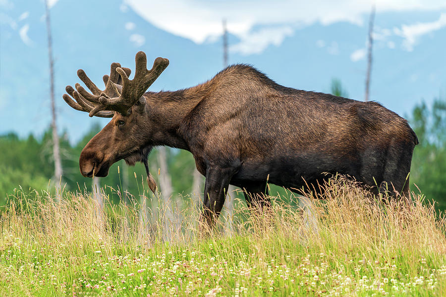 Bull Moose Photograph by Jim Miller