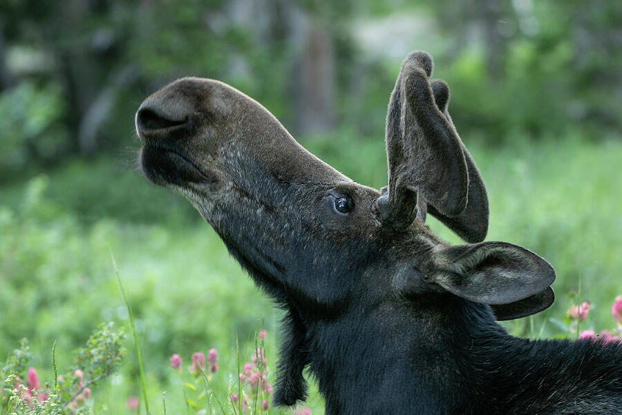Moose Photograph - Bull Moose by Kent Keller