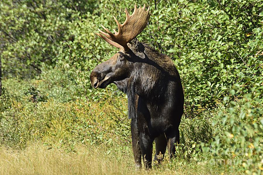 Bull Moose Photograph by Larry Ricker