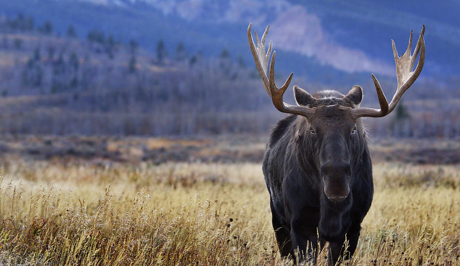 Bull Moose Life Photograph by Karen Cox