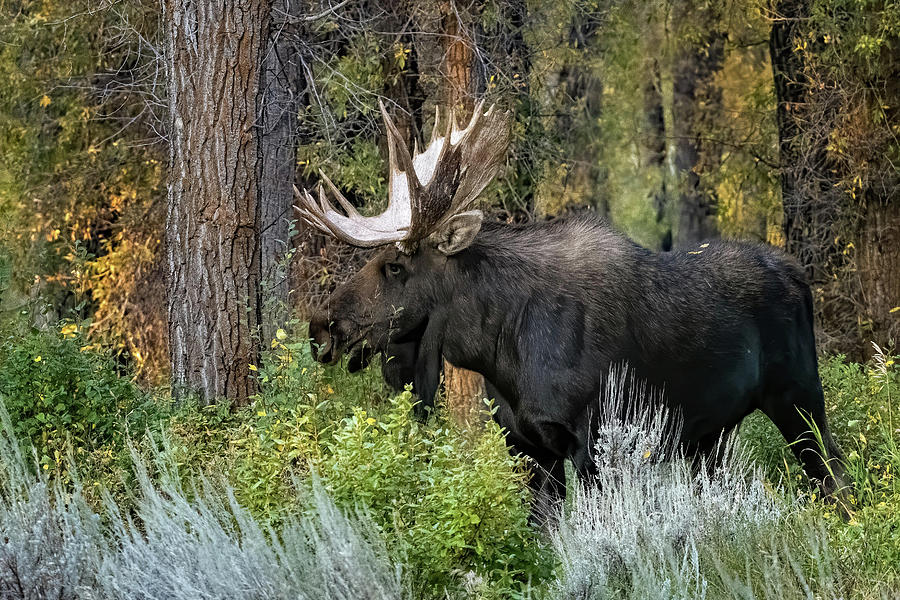 Bull Moose Photograph by Linda Shannon Morgan - Fine Art America